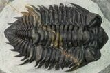 Coltraneia Trilobite Fossil - Huge Faceted Eyes #154338-2